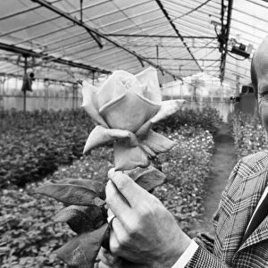 Bobby Charlton holding a rose in a greenhouse. 3rd January 1988