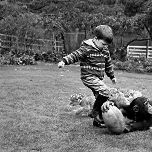 Boy playing rugby with his pet chimp Charles at the Longleat Lion Reserve All is