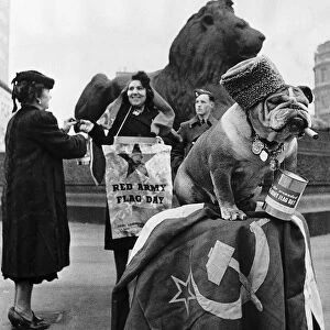 Champion Bosworth Queen known as Queenie a champion bulldog sits in Trafalgar Square in