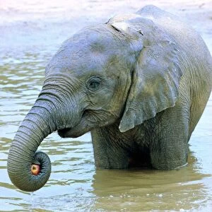 Dilberta one of London Zoos Indian elephant takes to water to keep cool im
