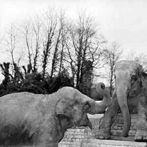 two Elephants at Frimley Zoo Devon Miss Jumbo and Miss Hosbie