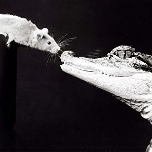 Ernest the Mississippi alligator with his friend Mickey the mouse at Calderpark Zoo