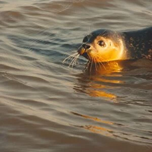 Howie the seal at Seal Sands, Teeside
