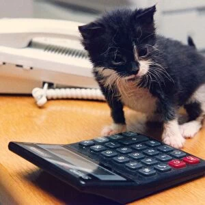 A kitten with a calculator