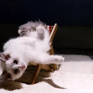 Kitten in mini deckchair circa 1975 Local Caption relaxedimages