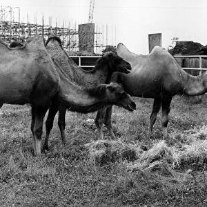 Three new camel arrivals at Coventry Zoo park. 17th July 1973