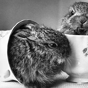 A pair of bunny rabbits in a tea cup