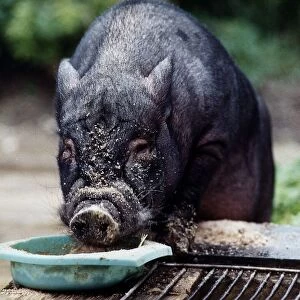 Paxo the Pig eating from a bowl circa 1990