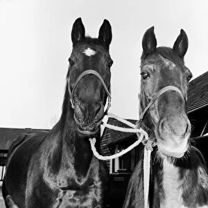 Racehorse Golden Miller at his stables with another horse. Circa 1952