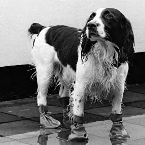 Ready for walkies. Charlie the dog in his boots. March 1979 P009042