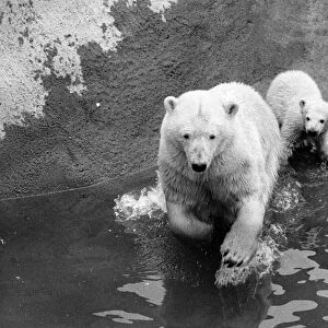 Sally the mother bear tries to set an example, and lead her cub into the water