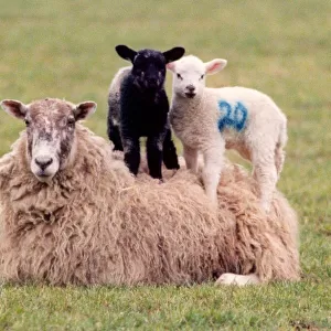 A sheep with two lambs who want a better view