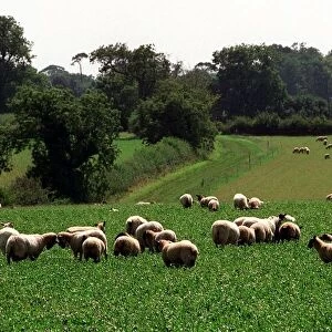 Sheep are pictured in a field in Broadfield Farm in Tetbury owned by Prince Charles