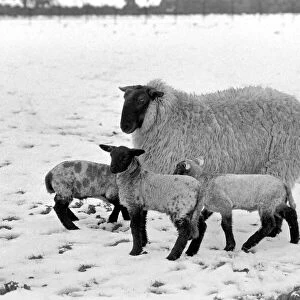 Shepherd seen here with his flock of Sheep in the winter snow. Sheep in the snow