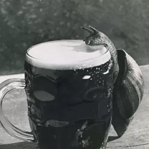 A snail climbs up the side of a pint glass to drink lager from the pitcher