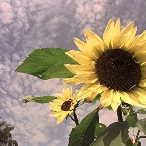 Sunflowers sway in the wind in the new cooks garden at Ryton Organic Gardens