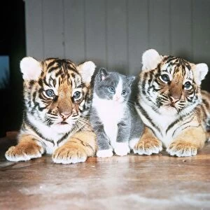 Tiger Cubs and a Kitten - May 1985 owned by Raymond Graham Jones of Southam Tiger