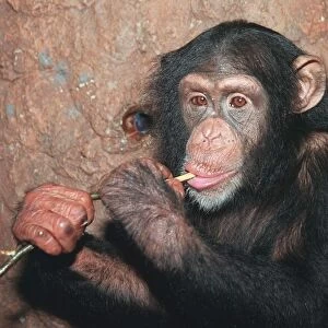 Trudy the Chimp who was rescued after being beaten by Mary Chipperfield Enjoying