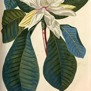 Coloured Copperplate engraving of a Flowering Magnolia tree from hortus nitidissimus by Christoph Jakob Trew (Nuremberg 1750-1792)