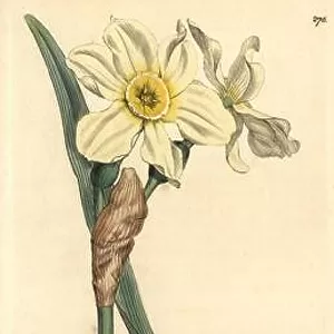 Pale narcissus or primrose peerless, Narcissus biflorus. Handcoloured copperplate engraving from a drawing by James Sowerby for Smith's "English