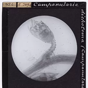 Campanularia Dichotoma (Campanularie) Hydromedusa, enlarged under the microscope