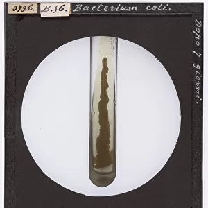 Coli bacterium in a test tube after 7 days of culture