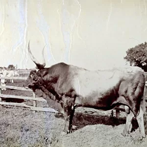 Imposing example of bull in profile, taken inside an enclosure. In the background, behind the fence, other cattle