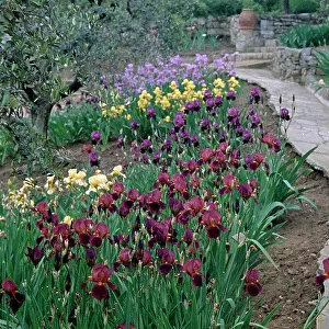 Iris garden, Florence