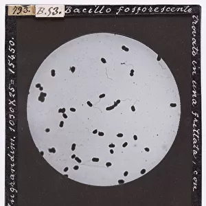 Phosphorescent bacillus with cillia found in an omelette. Enlarged under a microscope