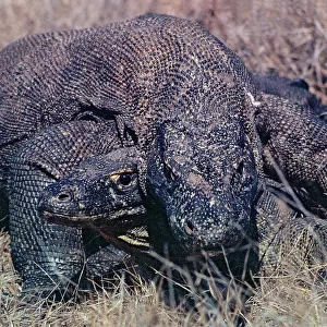 Sunda Islands, Komodo Island, the giant Monitor lizards