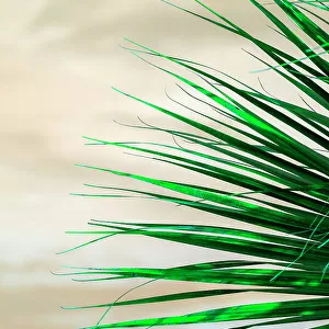 Detail of palm fronds