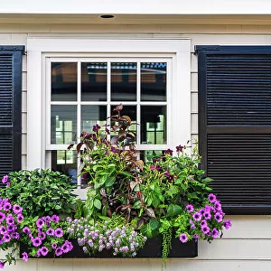 Rhode Island, Newport, typical window with flower box on Bannister's Wharf