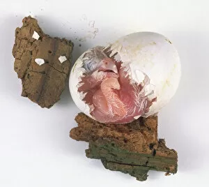 Baby barn owl chips all round egg, then makes one huge push to hatch. Second image in a sequence of three
