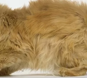 Thick ginger fur on torso of Red Self Longhair Cat (Felis silvestris catus)