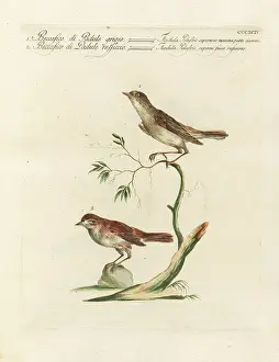 Arthur (after) Rackham Prints: 11859575