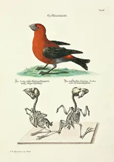 Johann Daniel Meyer Prints: 11972024