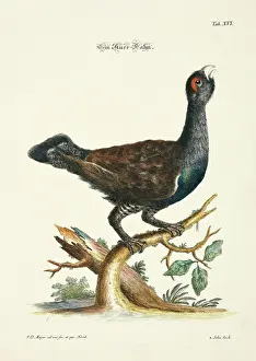 Johann Daniel Meyer Prints: 11972036