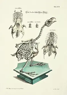 Johann Daniel Meyer Prints: 11972038