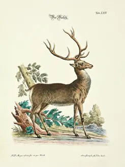 Johann Daniel Meyer Prints: 11972043