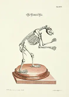 Johann Daniel Meyer Prints: 11972047