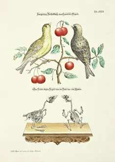 Johann Daniel Meyer Prints: 11972050