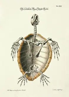Johann Daniel Meyer Prints: 11972052