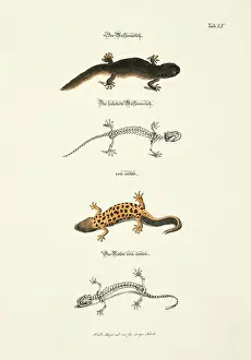 Johann Daniel Meyer Prints: 11972075
