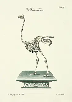 Johann Daniel Meyer Prints: 11972080