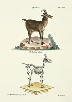 Johann Daniel Meyer Prints: 11972088