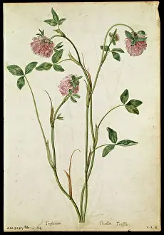 Botanical: Flowers Pre-19th Century Prints: 14627