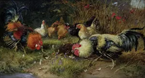 Chicken Prints: 27197