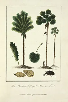 John Gabriel Stedman Prints: 3671004