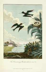 John Gabriel Stedman Prints: 3671040