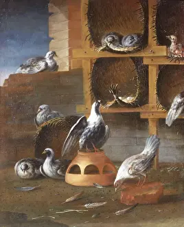 Pigeon Prints: 53260